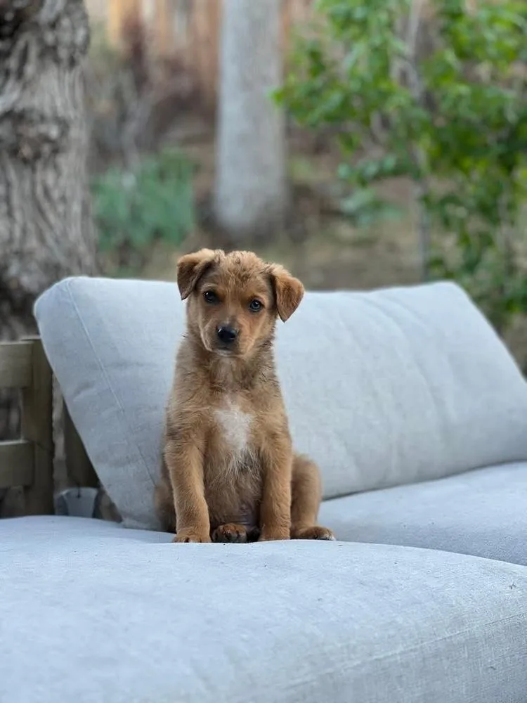 A baby small-sized male Brown / Chocolate Catahoula Leopard Dog dog named Nugget for adoption in Colorado Springs, CO