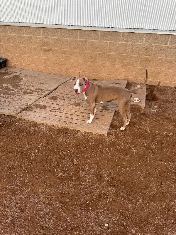 A young medium-sized female Brown / Chocolate Pit Bull Terrier dog named Cheeta for adoption in Hobbs, NM