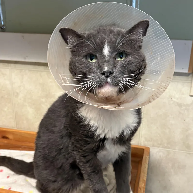 A young medium-sized male Gray & White Domestic Short Hair cat named Sailor for adoption in Quilcene, WA