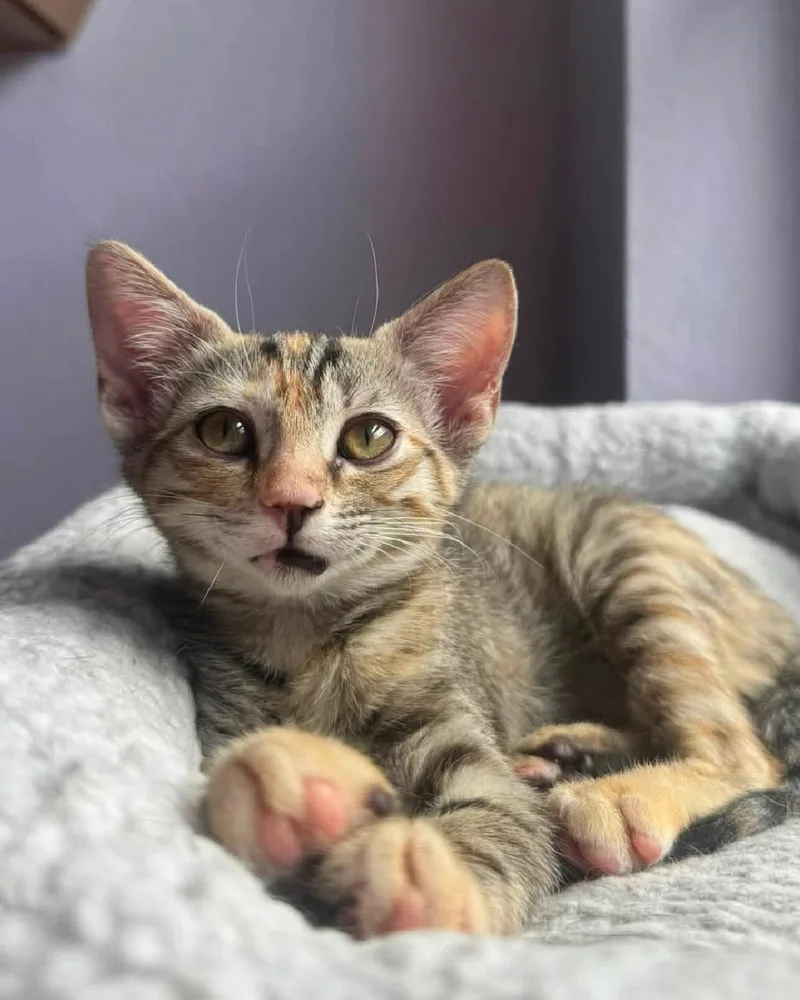 A young medium-sized female Brown / Chocolate Domestic Short Hair cat named Croissant for adoption in Frisco, TX