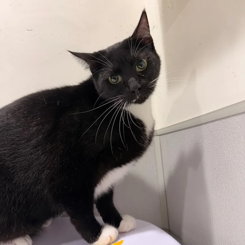 An adult large-sized male Black Domestic Short Hair cat named Sherlock for adoption in Tampa, FL