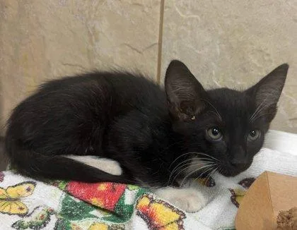 A baby small-sized male Domestic Short Hair cat named Mint Chocolate Chip for adoption in Honolulu, HI