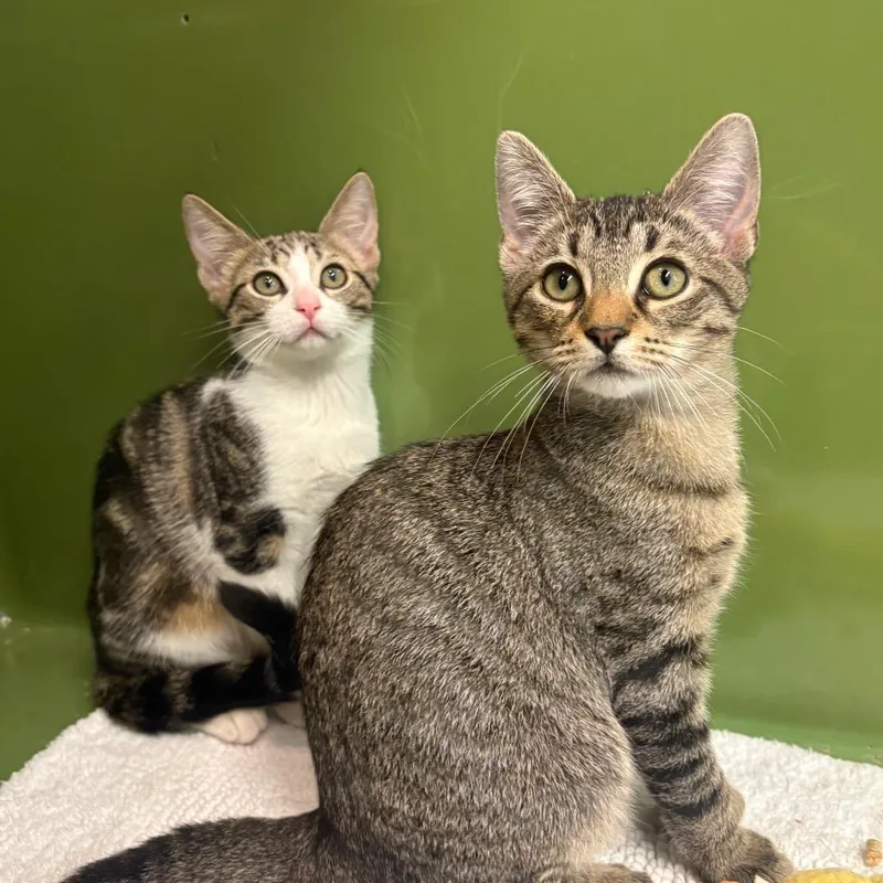 A baby small-sized male Brown / Chocolate Domestic Short Hair cat named Fruit Loop for adoption in Fort Lauderdale, FL