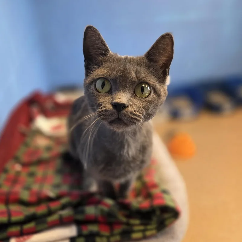 An adult medium-sized female Gray / Blue / Silver Domestic Short Hair cat named Wisp for adoption in Brookings, SD