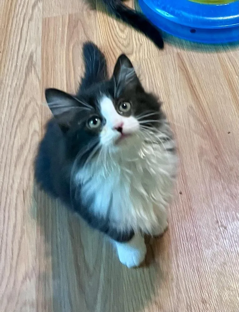 A baby small-sized female Black & White / Tuxedo Domestic Short Hair cat named Fuschia for adoption in Jackson, GA