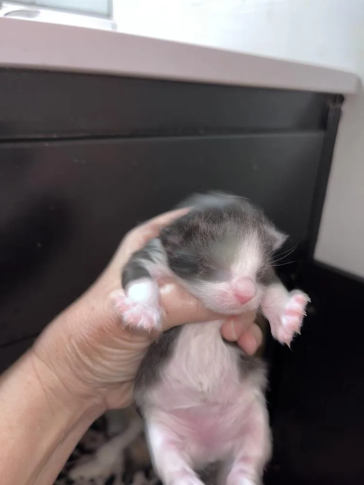 Fuschia thumbnail 2