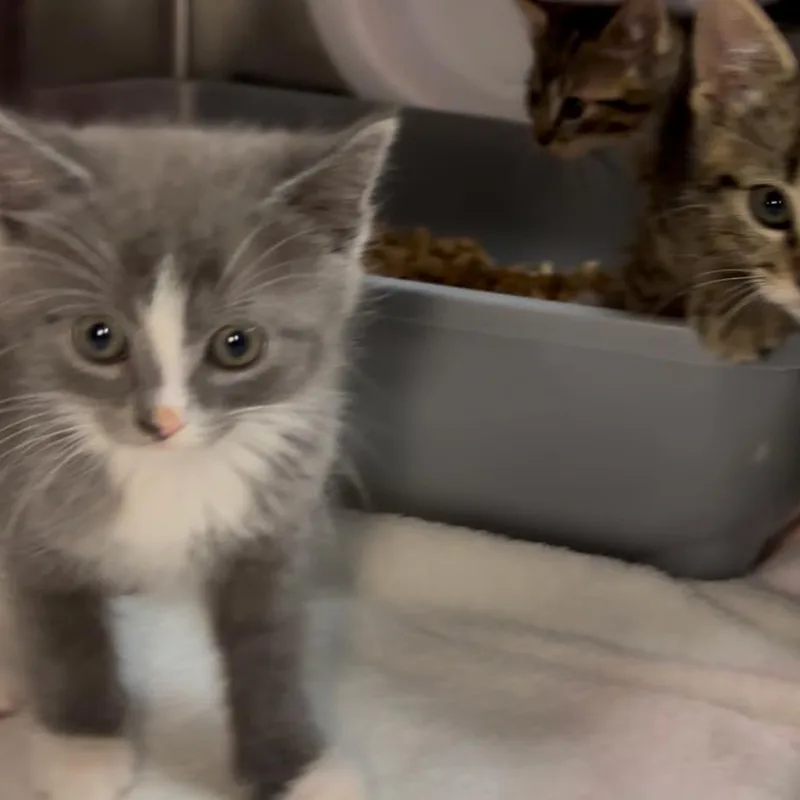A baby small-sized female Gray / Blue / Silver Domestic Short Hair cat named Acorn for adoption in Los Angeles, CA
