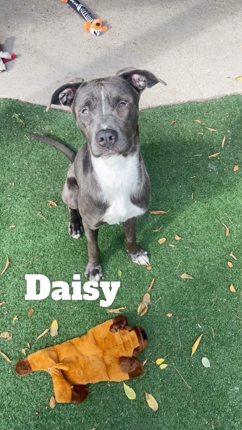 Daisy thumbnail 3