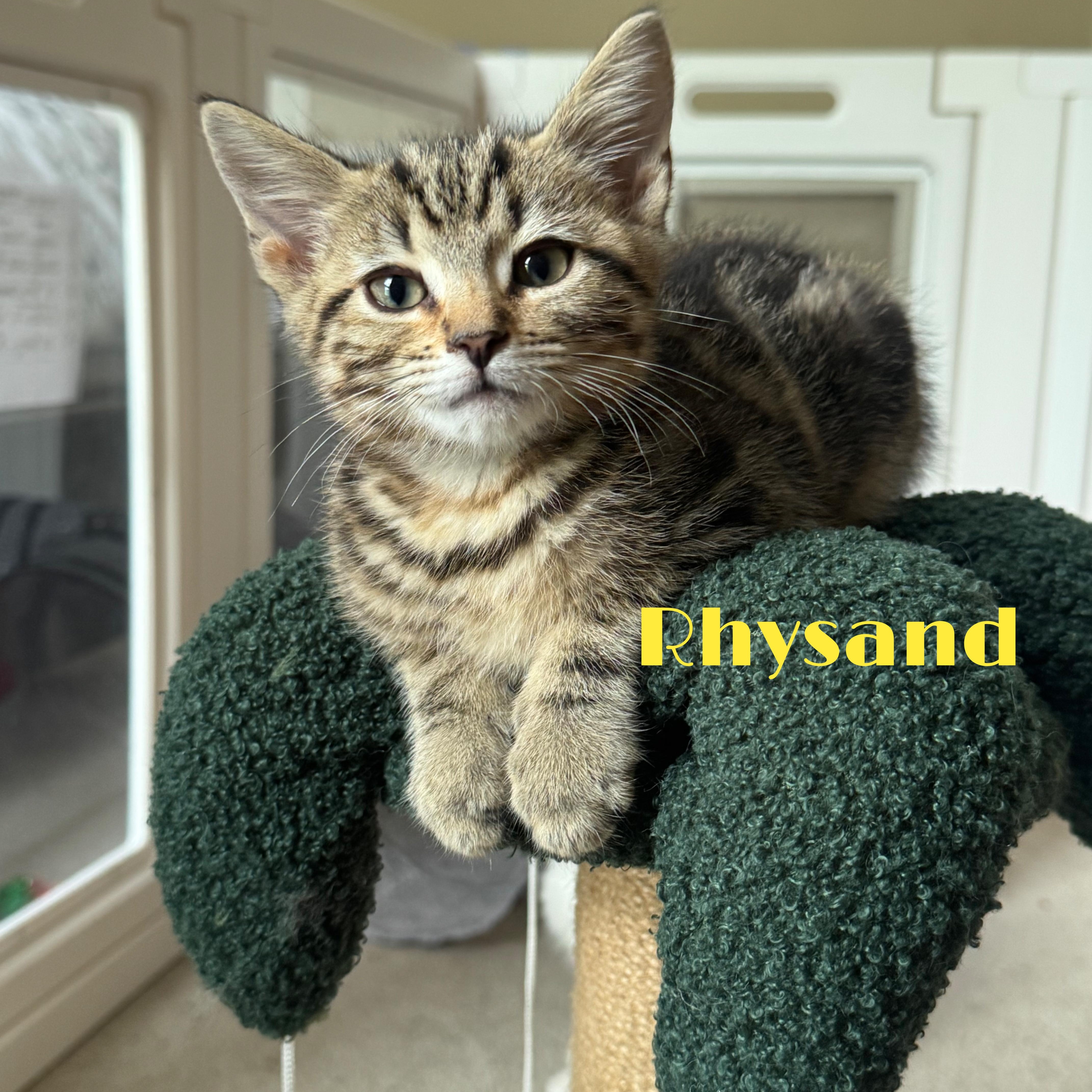 A baby medium-sized male Tabby (Buff / Tan / Fawn) Domestic Short Hair cat named Rhysand...a precious swirl tabby for adoption in Murfreesboro, TN