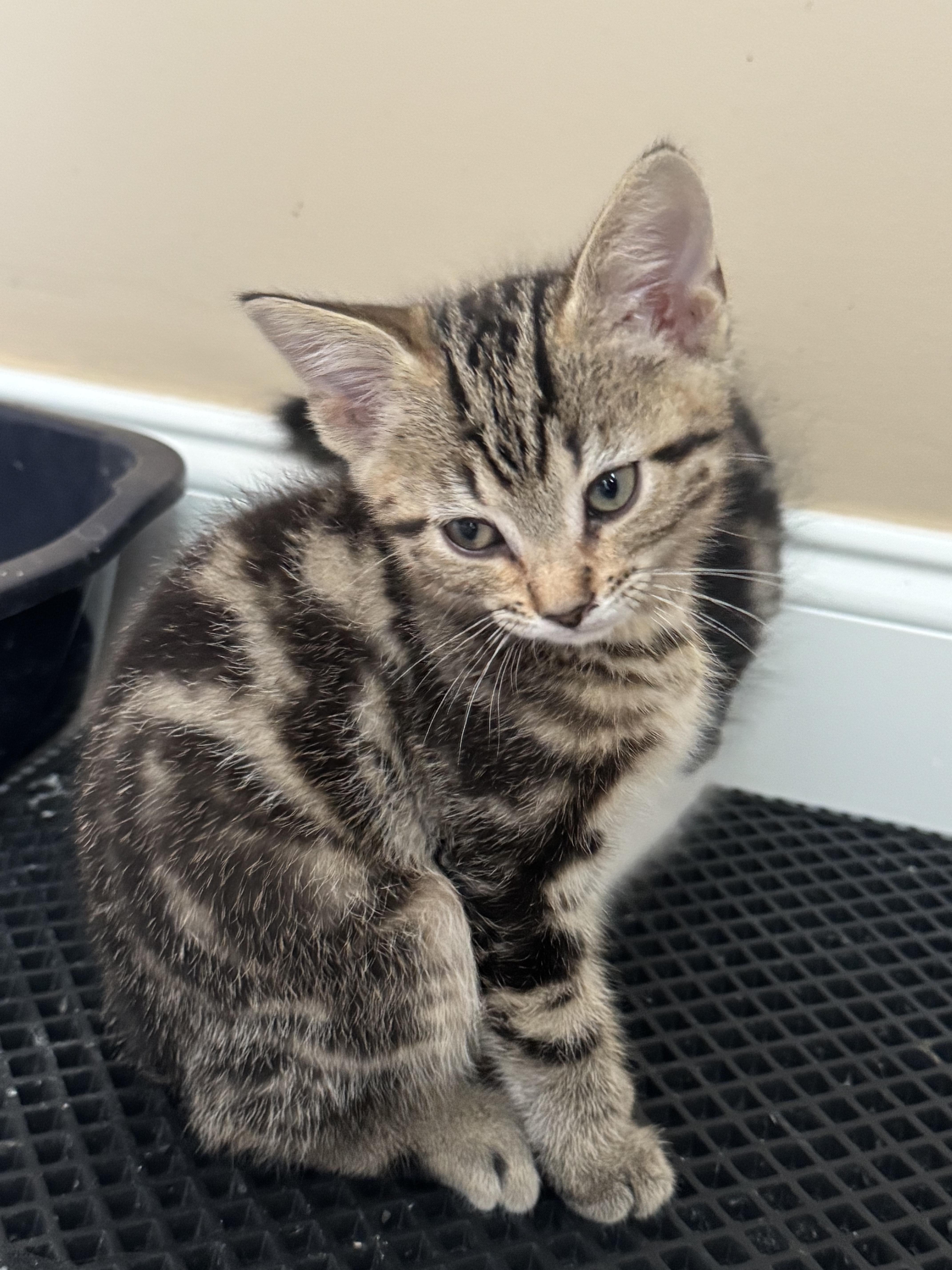 Rhysand...a precious swirl tabby thumbnail 2