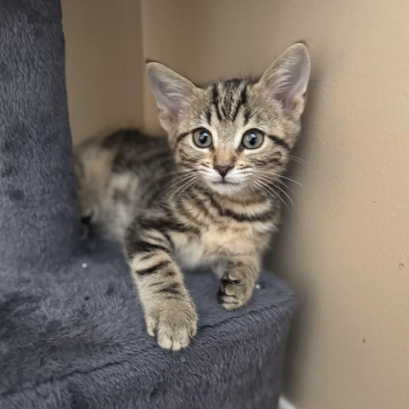 Rhysand...a precious swirl tabby thumbnail 3