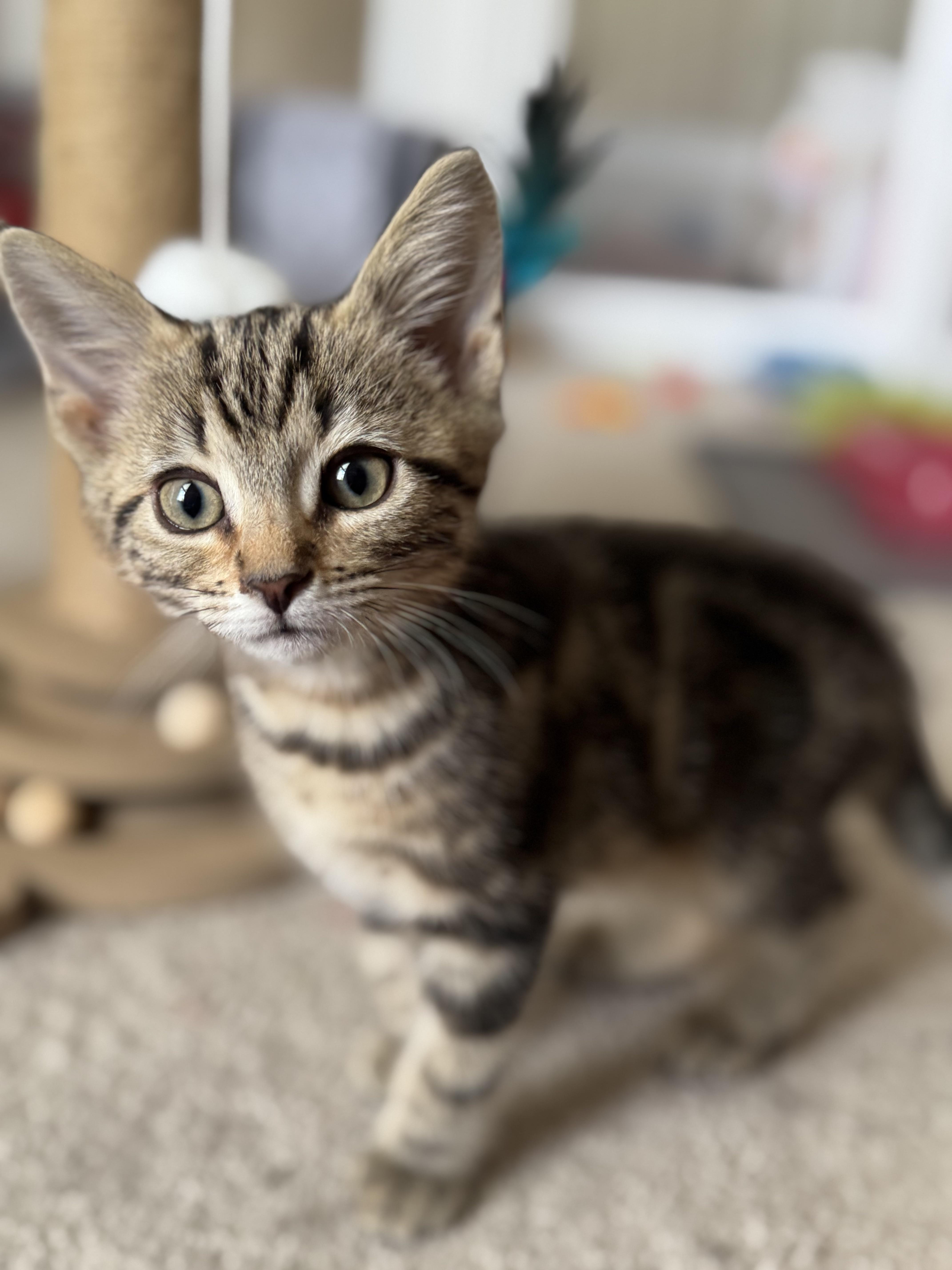 Rhysand...a precious swirl tabby thumbnail 4