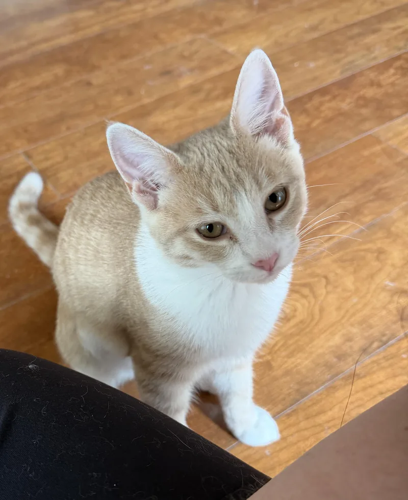 A baby small-sized female Domestic Short Hair cat named Buffy for adoption in Williamsville, NY