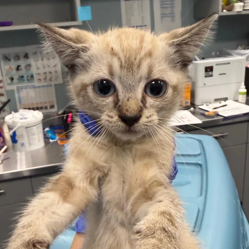 A baby small-sized female Domestic Short Hair cat named Fiji for adoption in Greensboro, NC