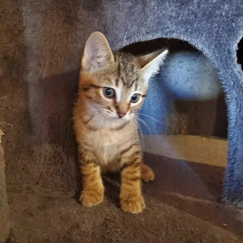 A baby small-sized male Brown / Chocolate Domestic Short Hair cat named Bruno Birchett for adoption in Eagle Mountain, UT