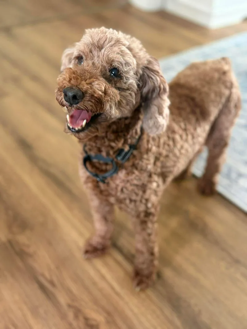 An adult small-sized female Red / Chestnut / Orange Miniature Poodle dog named Apricot for adoption in Brunswick, ME