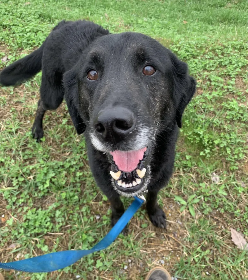 A senior large-sized male Labrador Retriever dog named Thor for adoption in Oak Ridge, TN
