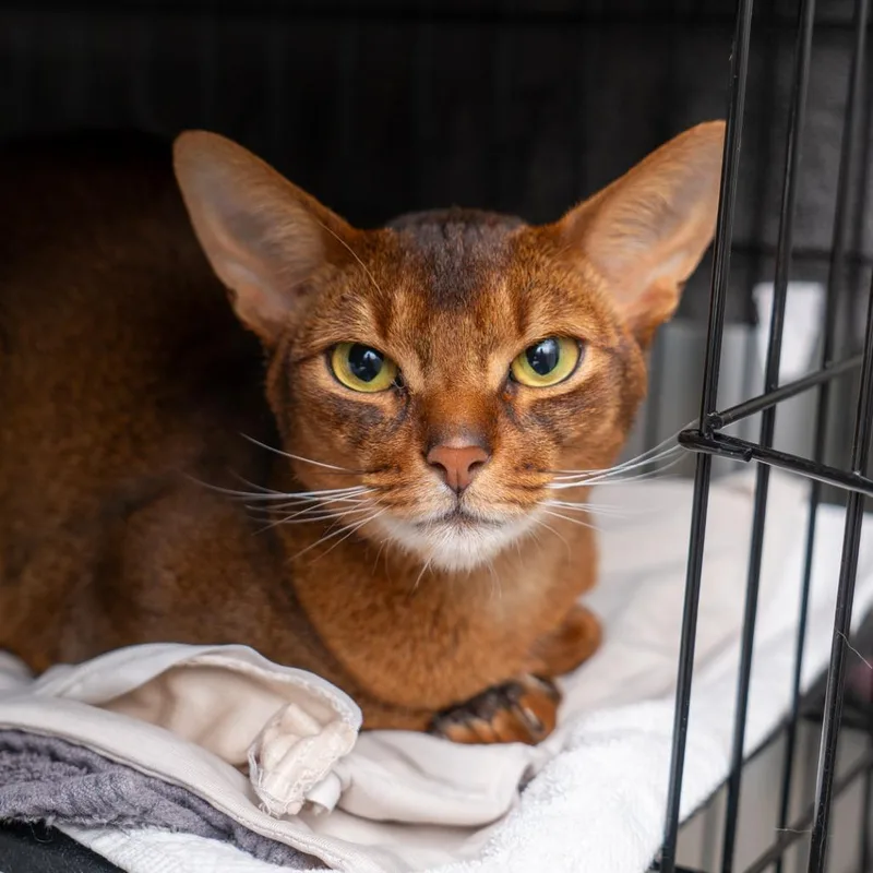 An adult medium-sized male Orange / Red Abyssinian cat named Riddick for adoption in New York, NY