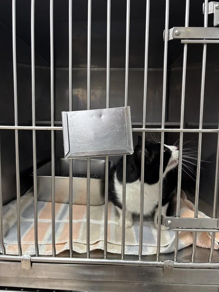 An adult large-sized male Domestic Short Hair cat named DJ Oreo McFlurry for adoption in Plymouth, MI