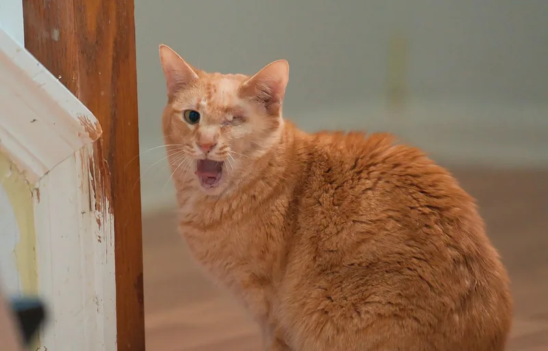 An adult medium-sized male Orange / Red Domestic Short Hair cat named Eugene for adoption in Chamblee, GA