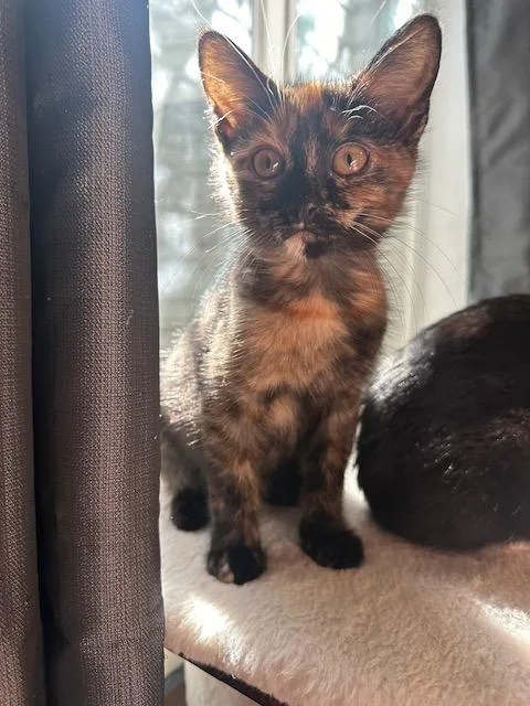 A young medium-sized female Domestic Short Hair cat named Lexi for adoption in Salt Lake City, UT