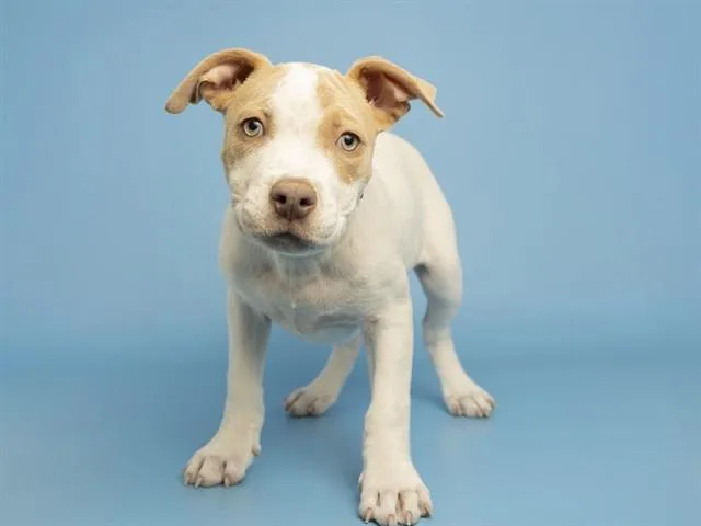 A baby small-sized male Pit Bull Terrier dog named Yoshi for adoption in Phoenix, AZ