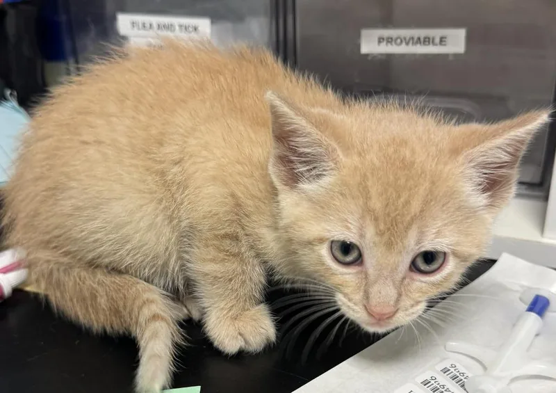 A baby medium-sized female Domestic Short Hair cat named Caramel for adoption in St. Cloud, MN