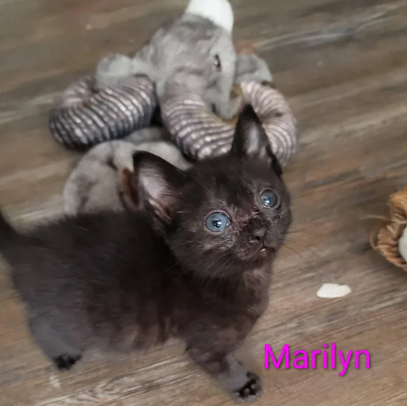 A baby small-sized female American Shorthair cat named Marilyn for adoption in Panama City, FL