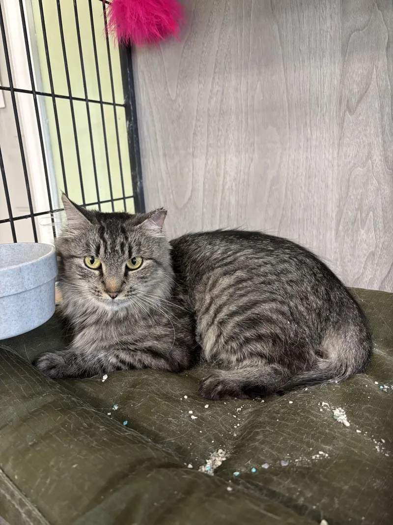 An adult medium-sized female Tabby (Gray / Blue / Silver) Domestic Medium Hair cat named Iris for adoption in Vernon, NJ