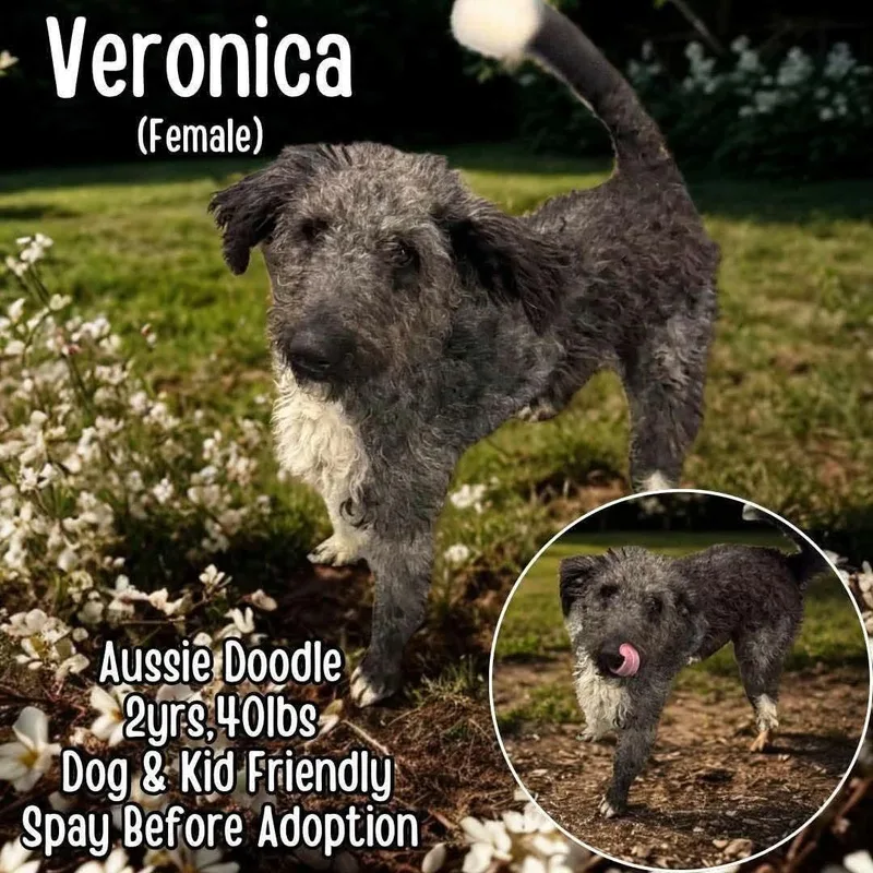 A young medium-sized female Gray / Blue / Silver Aussiedoodle dog named Veronica for adoption in Westwood, NJ
