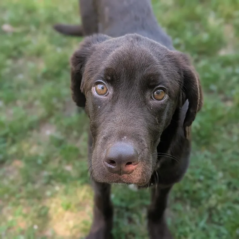 A young medium-sized male Brown / Chocolate Chocolate Labrador Retriever dog named Oakley for adoption in Fenton, MI