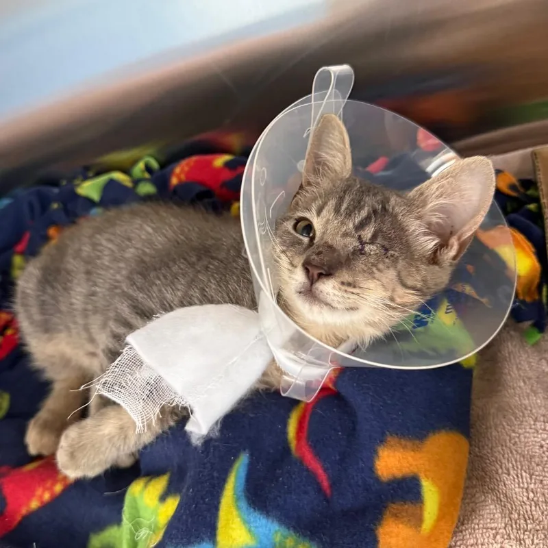 A baby small-sized male Brown / Chocolate Domestic Short Hair cat named Elroy for adoption in Naples, FL