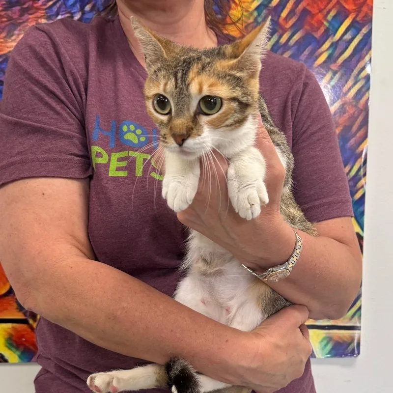 A baby small-sized female Black Domestic Short Hair cat named Sunshine for adoption in Houston, TX