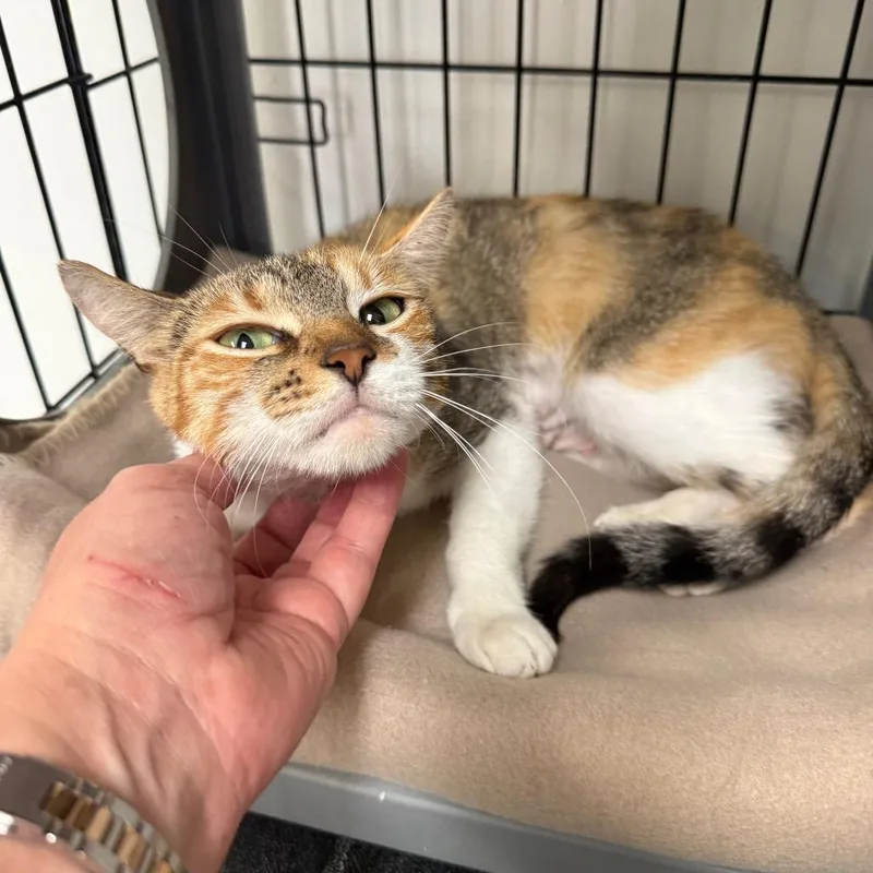 Sunshine thumbnail 3