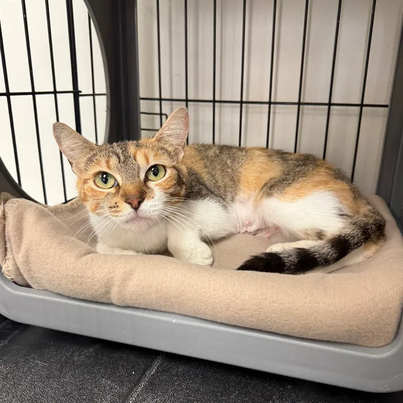 Sunshine thumbnail 4