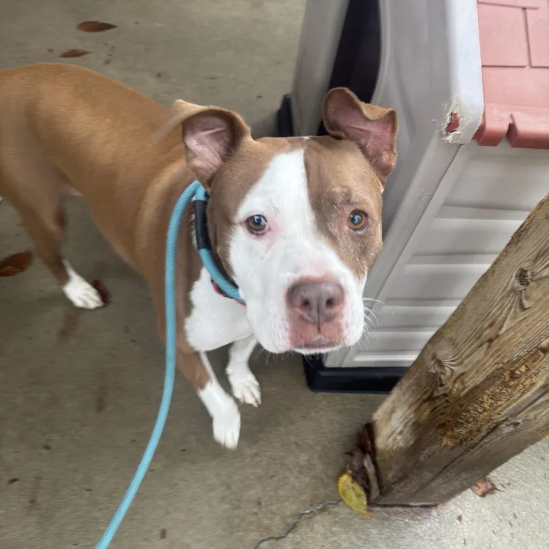 An adult large-sized male Red / Chestnut / Orange Boxer dog named Monty for adoption in Louisville, KY