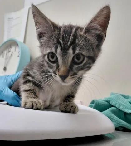 A young small-sized male Domestic Short Hair cat named Blinx for adoption in Conway, AR