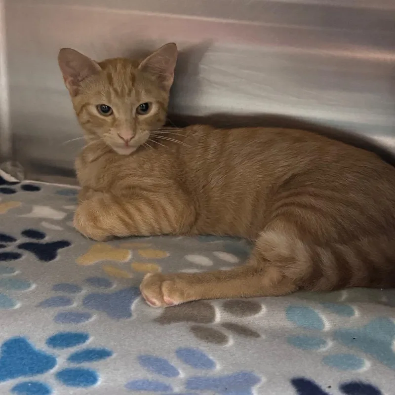 A baby small-sized male Orange / Red Domestic Short Hair cat named Equinox for adoption in Middleburg, FL