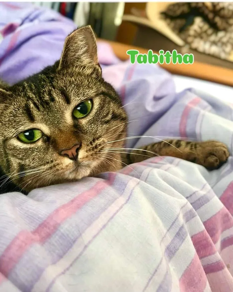 A young medium-sized female Domestic Short Hair cat named The Halloween Trio Sabrina for adoption in Bronx, NY