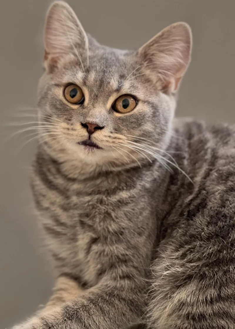 A young small-sized male British Shorthair cat named Rayyan for adoption in Snow Hill, MD