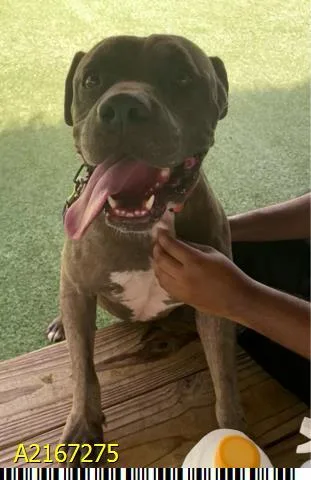 An adult medium-sized male Mixed Breed dog named Chopo for adoption in West Palm Beach, FL