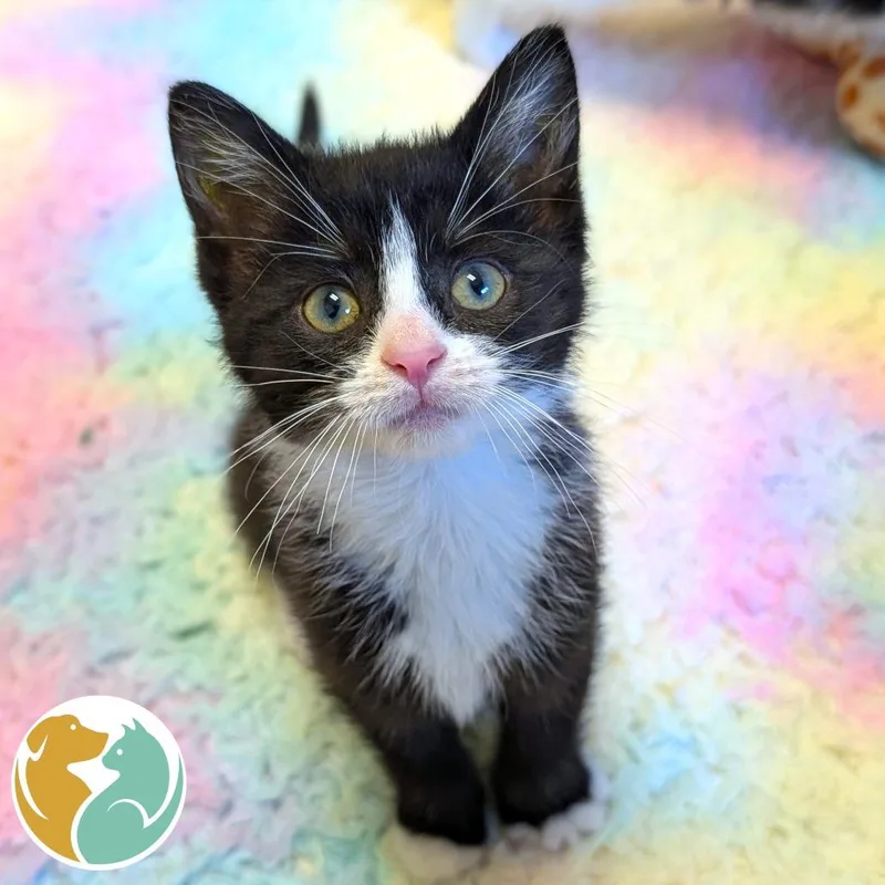 A baby small-sized female Black Domestic Short Hair cat named Cummerbund for adoption in Toledo, OH