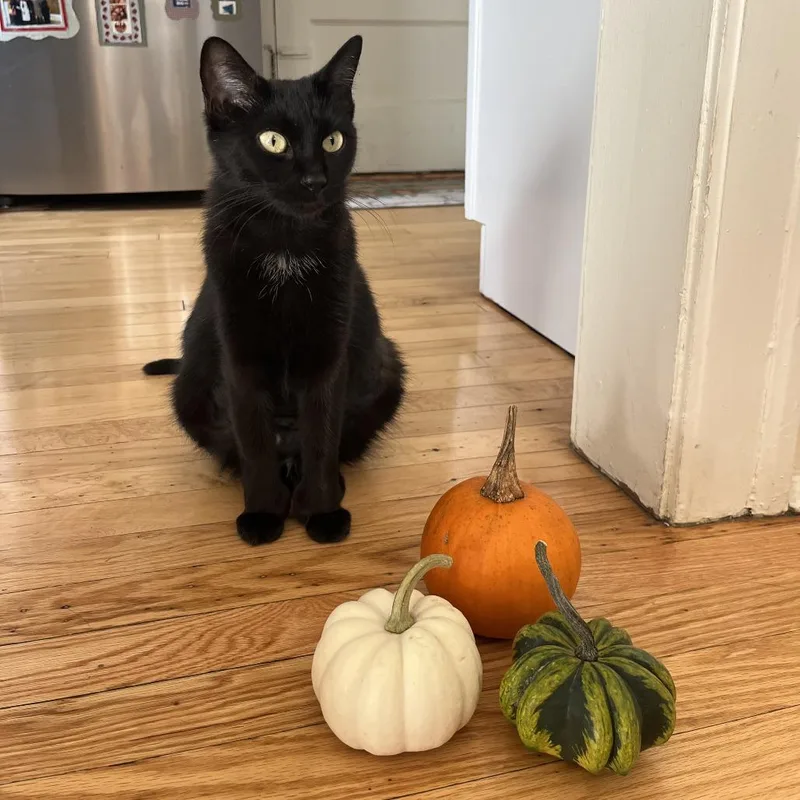 An adult medium-sized female Black Domestic Short Hair cat named Spooky for adoption in Evanston, IL