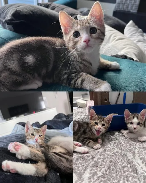 A baby medium-sized male Domestic Short Hair cat named Kura for adoption in Kent, WA