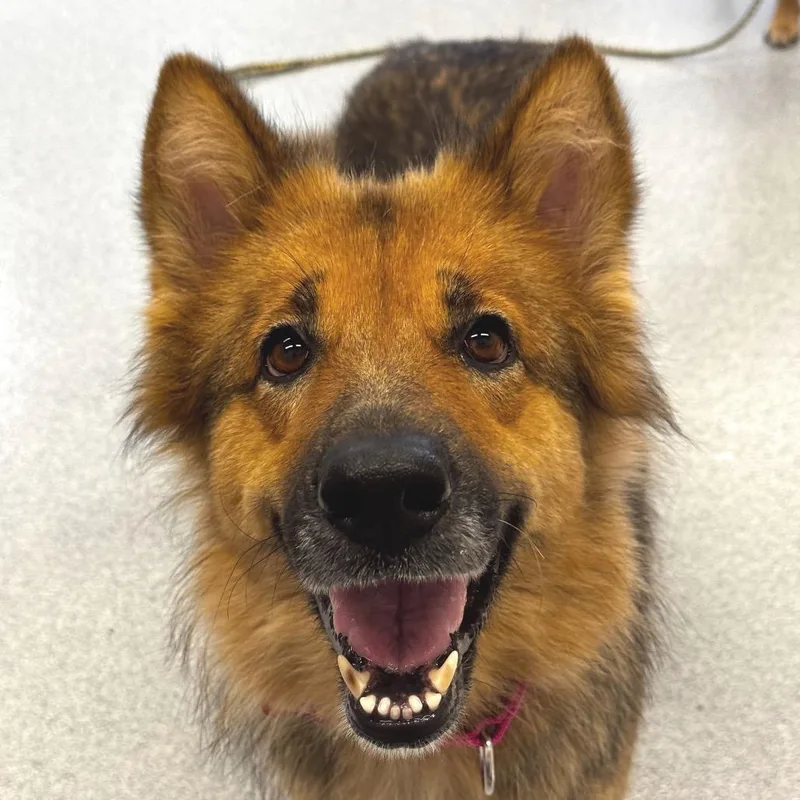 An adult large-sized female Black Shepherd dog named Nita for adoption in Wheeling, IL