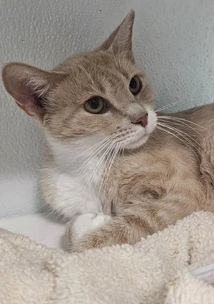 An adult medium-sized female Tabby cat named Chai for adoption in Edgewood, NM