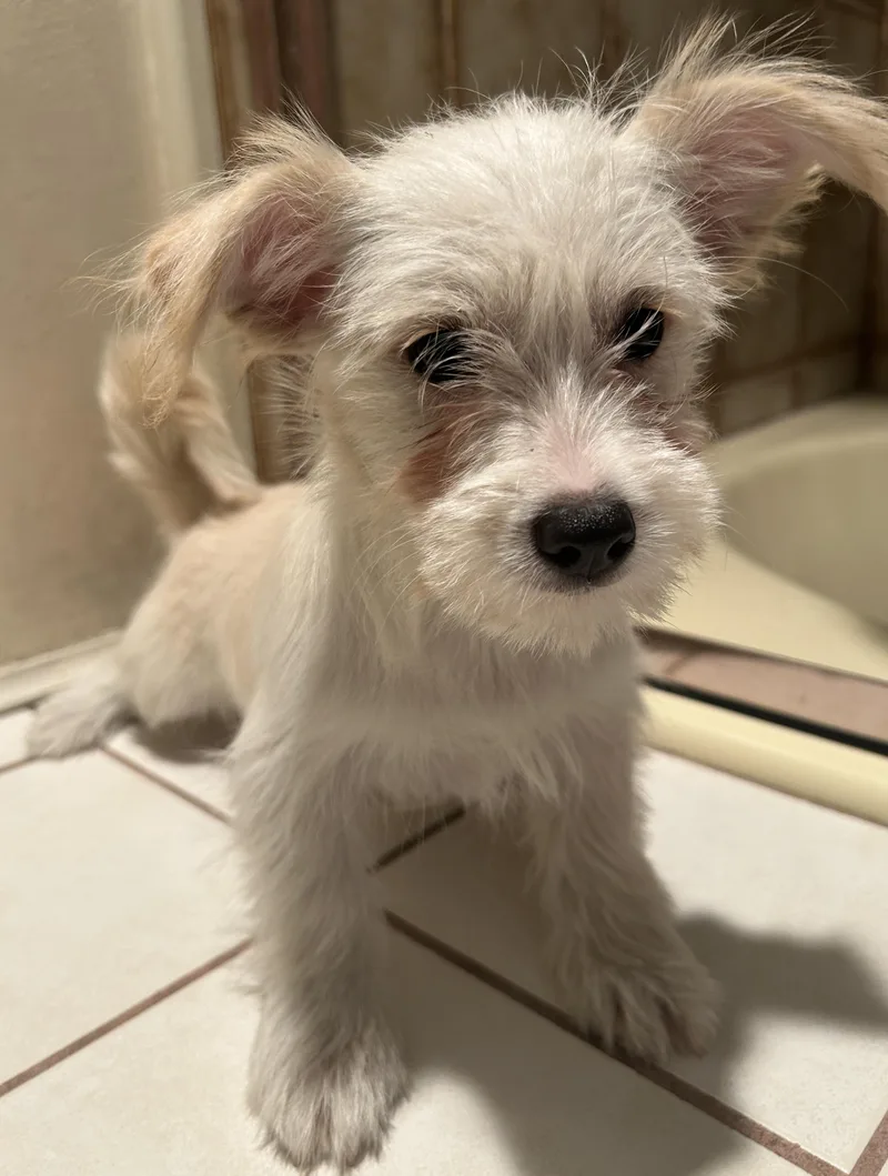 A baby small-sized female White / Cream Miniature Schnauzer dog named Pearl for adoption in El Cajon, CA