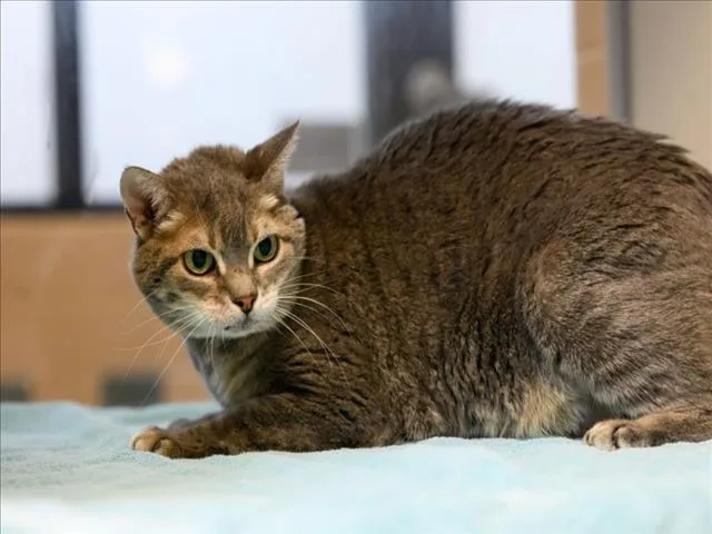 A senior medium-sized female Domestic Short Hair cat named Zorra for adoption in Santa Fe, NM