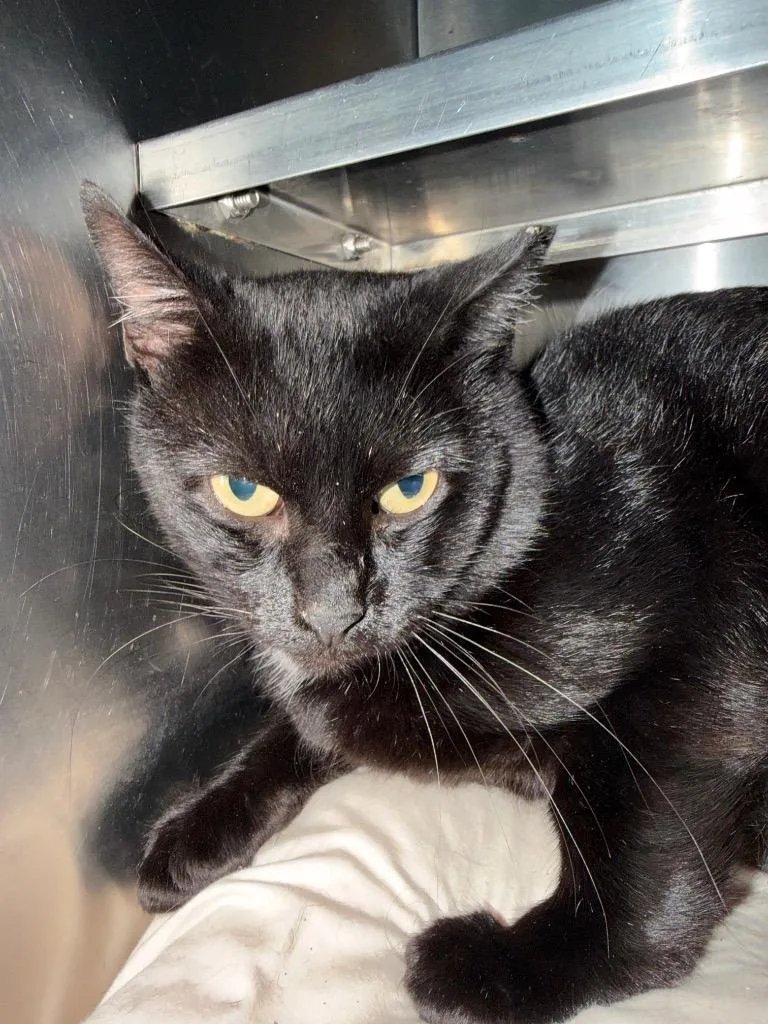 An adult medium-sized male Domestic Short Hair cat named Ace for adoption in Pomona, NY