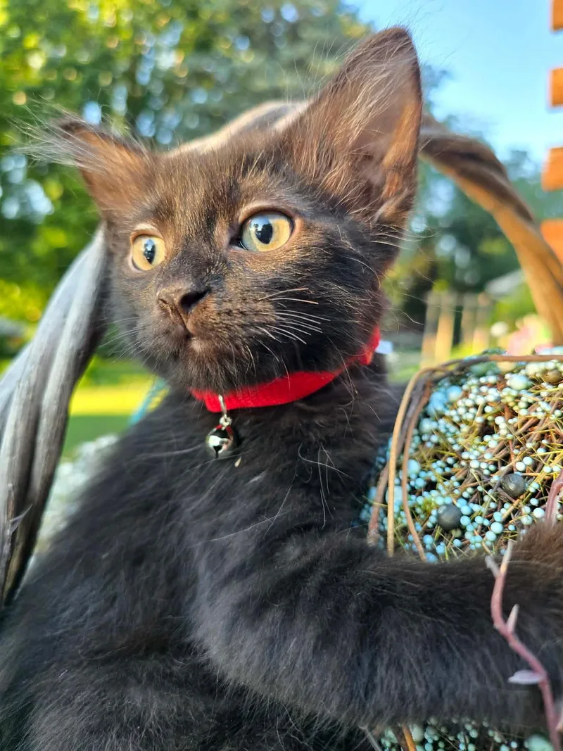 A baby medium-sized male Domestic Long Hair cat named Smokey for adoption in hinckley, IL